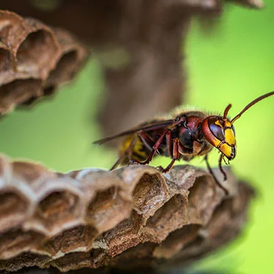 如何在AC5300路由器上连接V2Ray：详细教程与常见问题解答