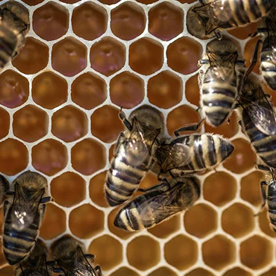 3月28日|21.9M/S，SSR节点/Shadowrocket节点/V2ray节点/Clash节点|免费订阅机场|每天更新免费梯子